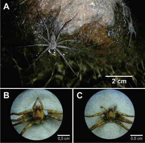 Figura 2. Aranhas do gênero Paratrechalea - exemplo de “espécies crípticas”. A identificação só pode ser feita por um especialista através da visualização da genitália em estereoscópio. A) P. azul, mais à frente, e P. ornata, ao fundo. B) Vista dorsal de P. azul; C) Vista dorsal de P. ornata. (Fotos de L. E. Costa-Schmidt).