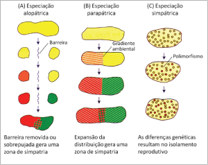 Figura 3. Estágios dos três modelos de especiação de acordo com sua configuração geográfica. A) Especiação alopátrica. B) Especiação parapátrica. C) Especiação simpátrica. (Adaptado de Futuyma, 2005).