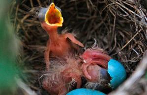 baby-robin_1390721i1